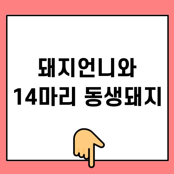 돼지언니와 14마리 동생돼지