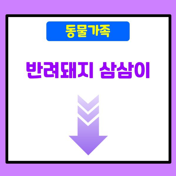 반려돼지 삼삼이