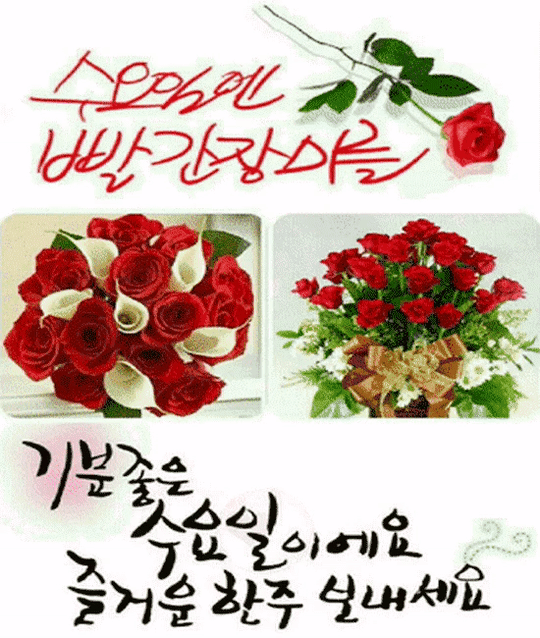 장미꽃이 아름다운 이유 아세요?