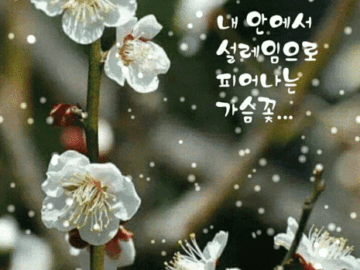 내 마음속에 핀 사랑꽃