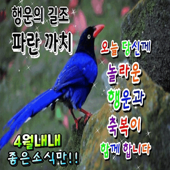 매일 행운을 불러오는 31가지 특별한 비밀