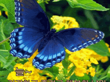 인생은 물들기입니다