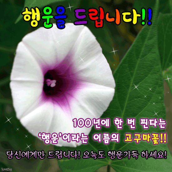 행운의 고구마꽃을 아시나요